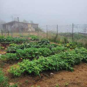 Vegetable Yields Per Plant Image